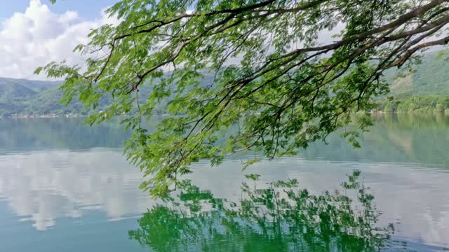 Drone Zoom Into Leafy Reflection.
