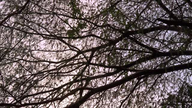 Branches Framing the Dusk Sky.