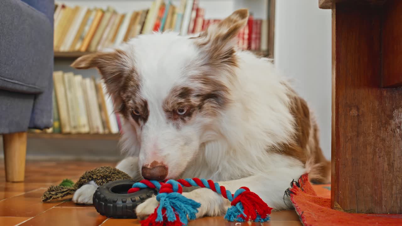 Dog Playing with Toy on Floor.