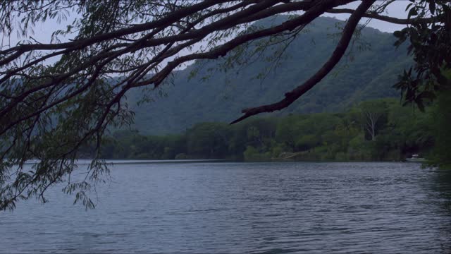 Leafy Branch in Dusk Breeze.