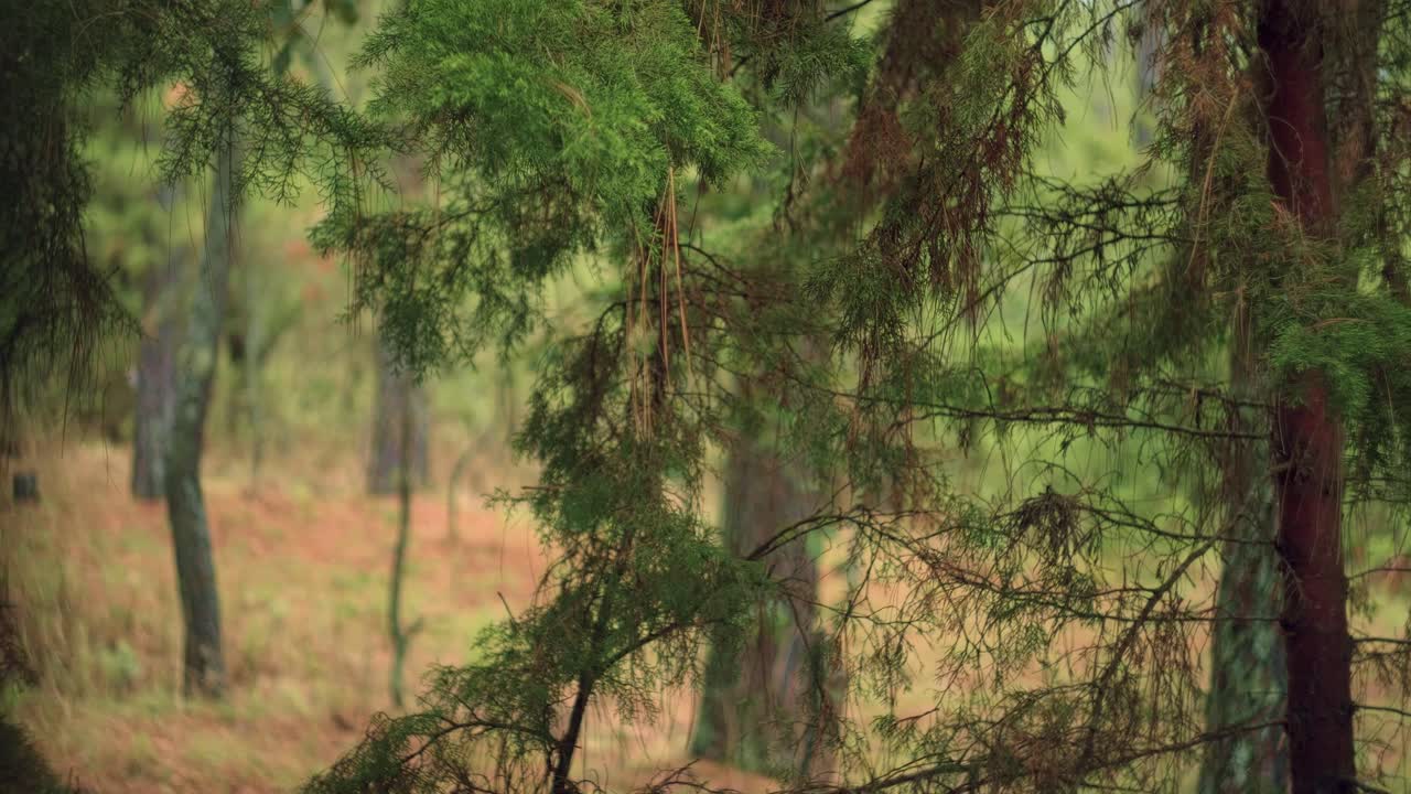 Lush forest with tall trees and dense greenery - Free Stock Video