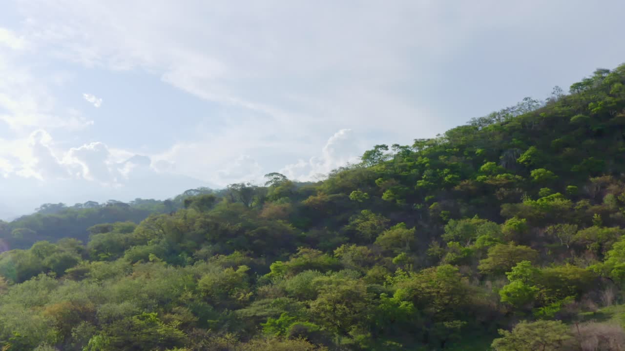 Lush green forest under a bright blue sky - Free Stock Video