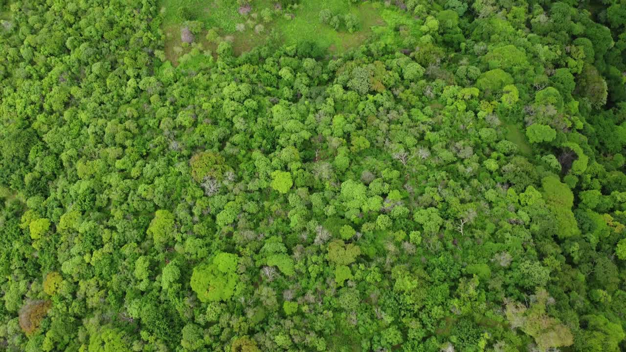 Lush Green Landscape with Pathway Aerial View - Free Stock Video