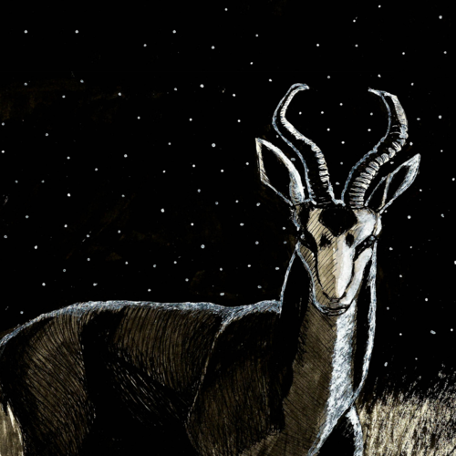 Antelope in a field on a starry night