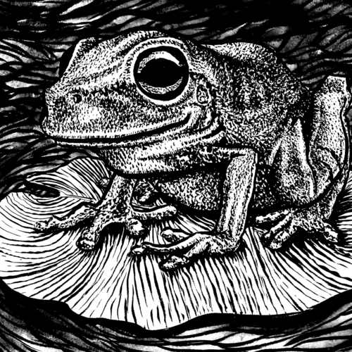 Frog on a lily pad