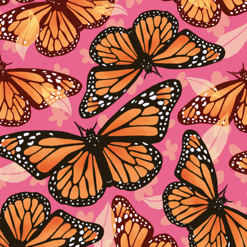 Monarch Butterflies with beautiful wings 