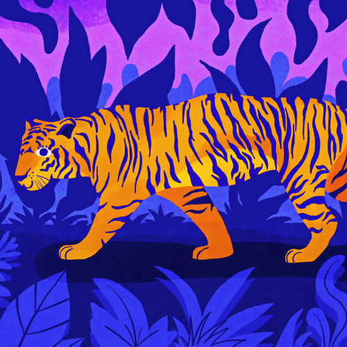 Tiger walking alone in the jungle