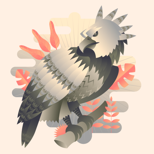Harpy Eagle standing on a tree limb