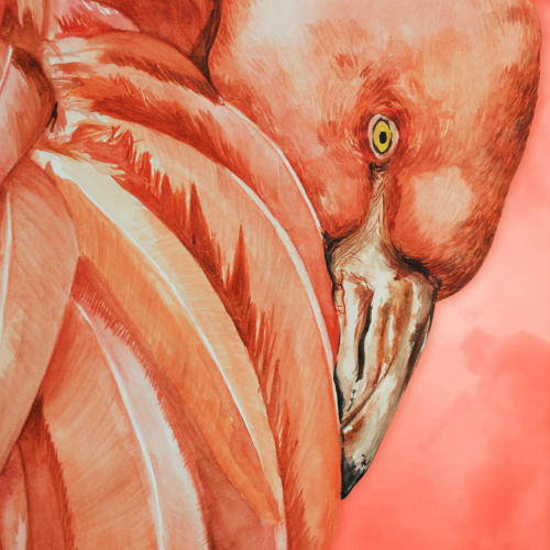 Flamingo with head tucked under its wing