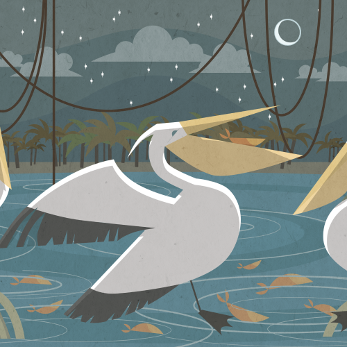 Pelicans in the water