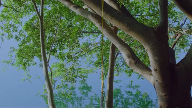 Tree Reflected on Lake.