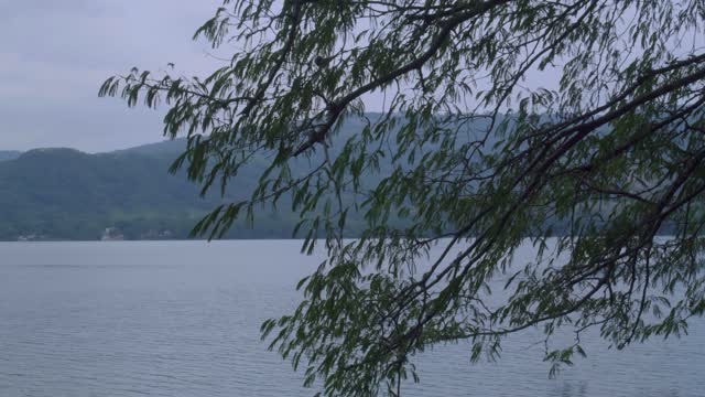 Tilt Shot of Tree Branch at Dusk.