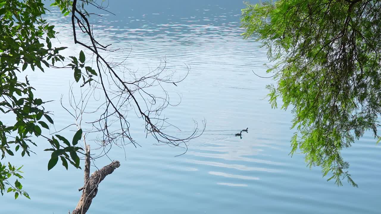 Ducks Gliding on Blue Water.