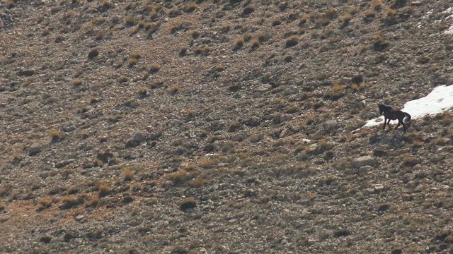 Two wild horses in the valley.