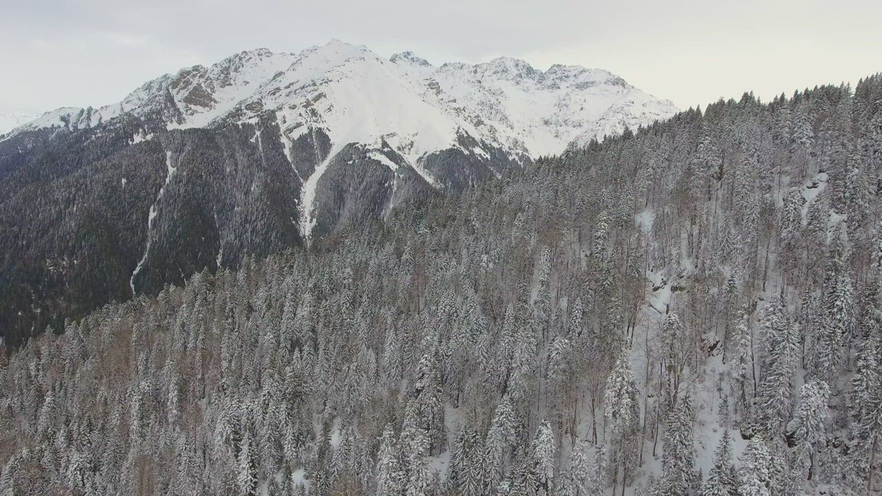 Snowy mountain and a pine forest - Free Stock Video