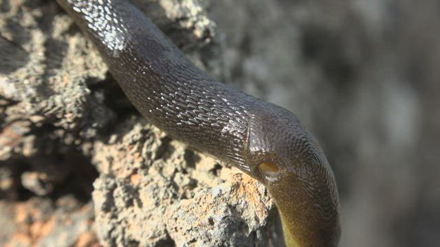 Slug crawling .