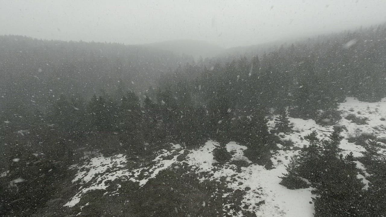 A snow storm in the pine forest - Free Stock Video