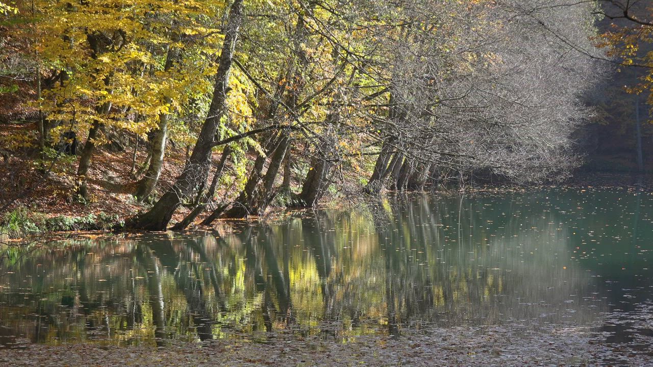 Autumn forest and a lake - Free Stock Video