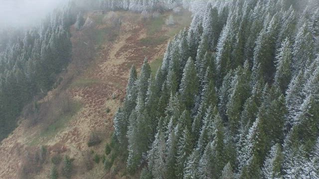 Flying above the winter forest.