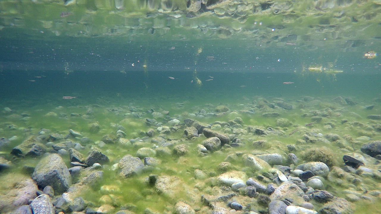 Underwater view of a lake with stones and little fish - Free Stock Video
