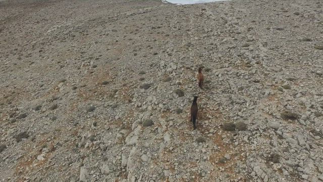 Horses running in slow motion on a rocky valley.