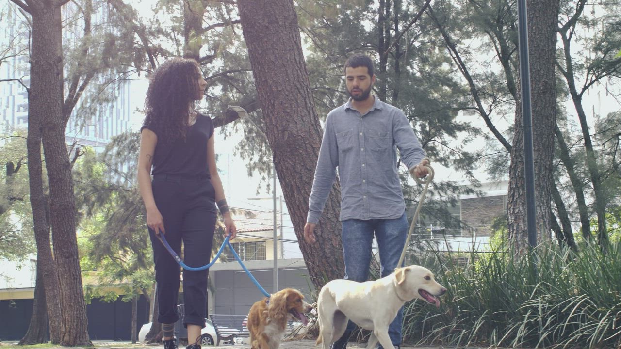 Couple walking with their dogs through a park - Free Stock Video