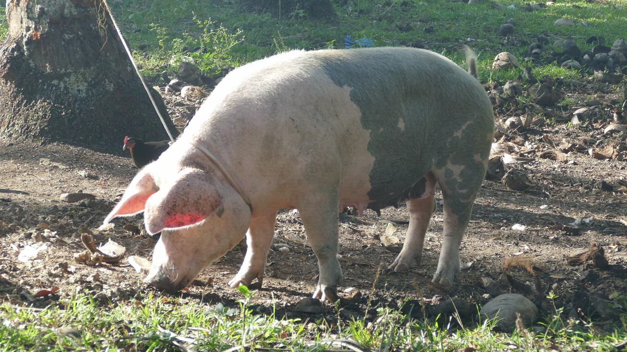 Pig attached with a rope to a tree eats from the ground - Free Stock Video
