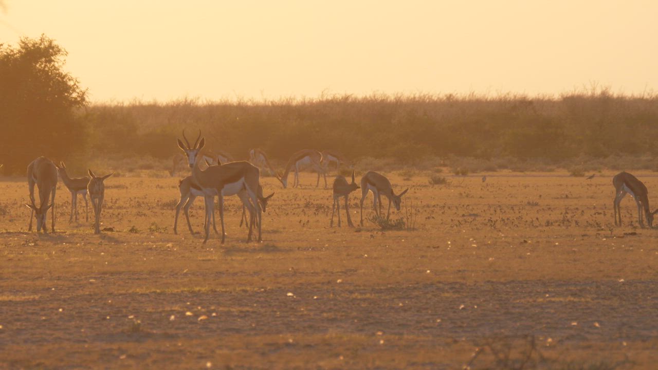 A herd of springbok during sunset - Free Stock Video