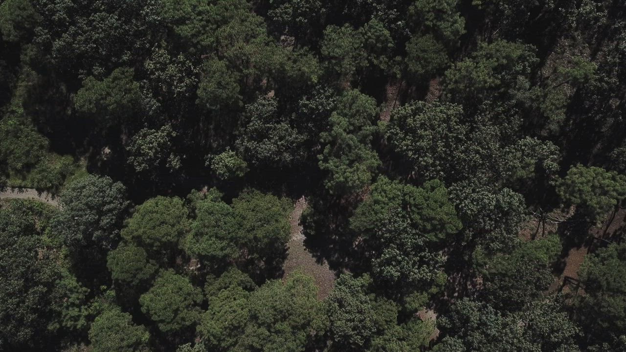 Forest Aerial View