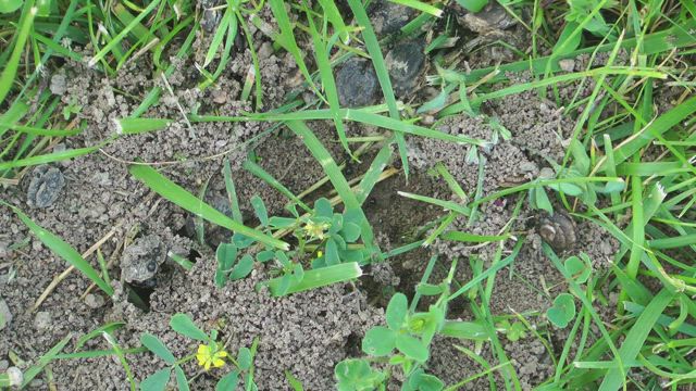Anthill in the grass.