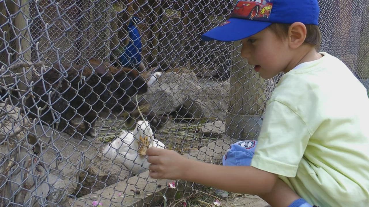 Little boy feeding rabbits in a cage - Free Stock Video