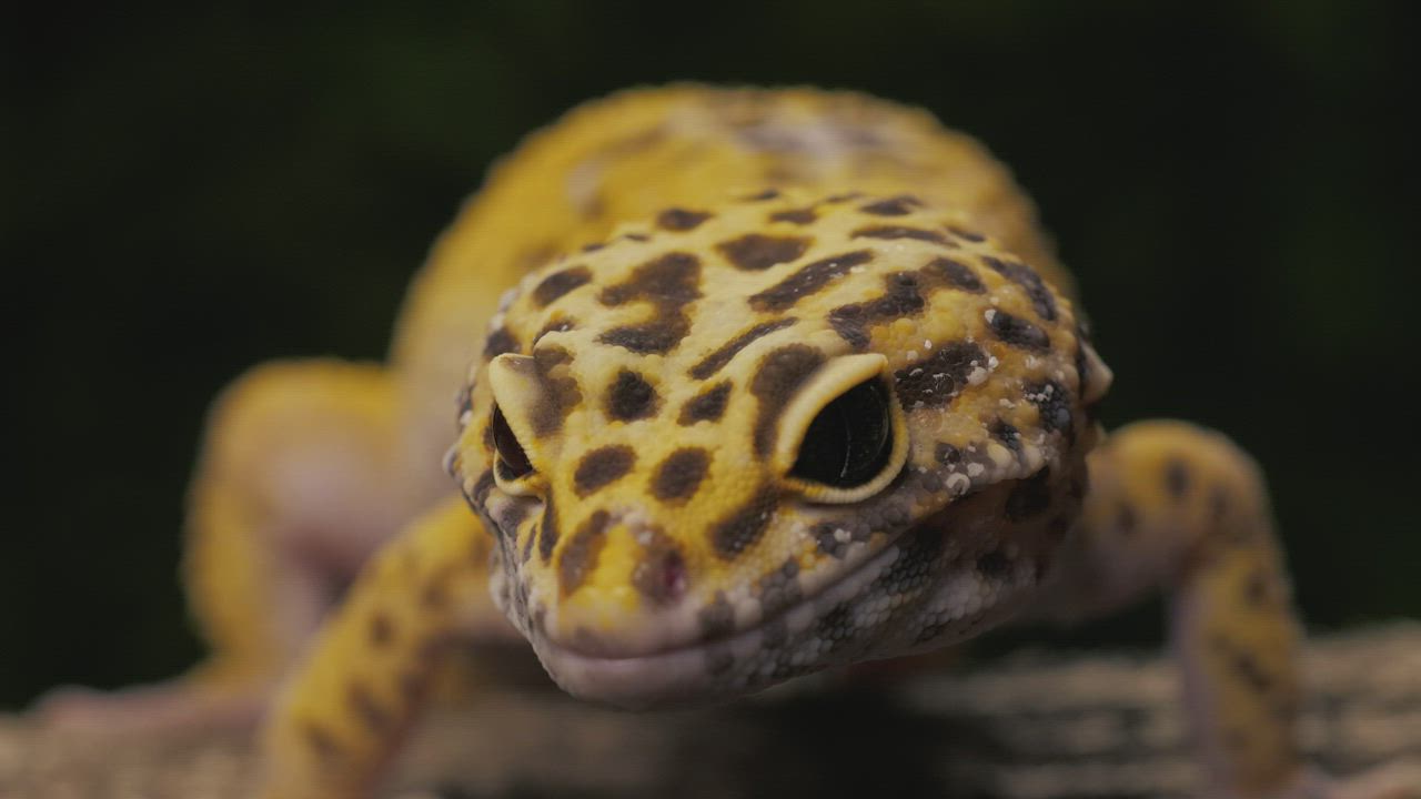 Leopard gecko lizard closeup - Free Stock Video