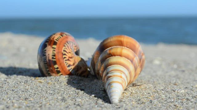 Empty shells on the beach.