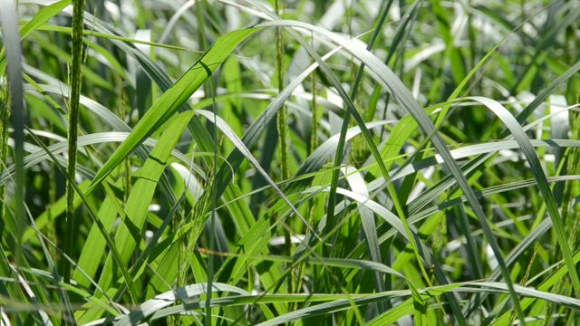 Tall grass in a field.