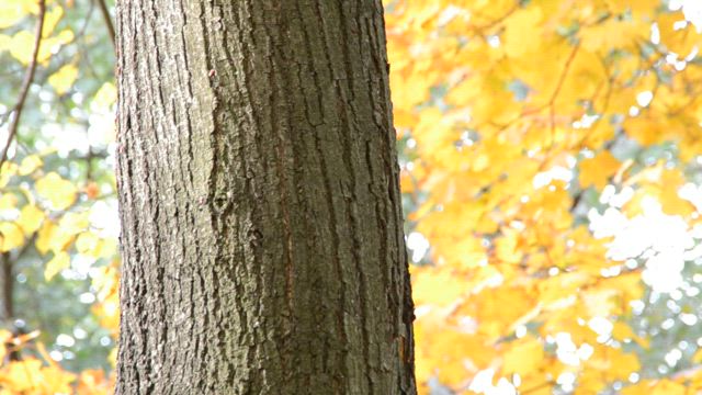 Autumn forest leaves.
