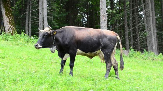 Cow on a mountain field.