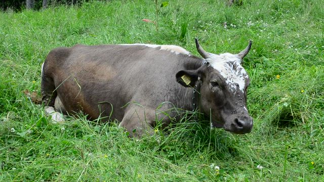 Cow laying down in a damp field.