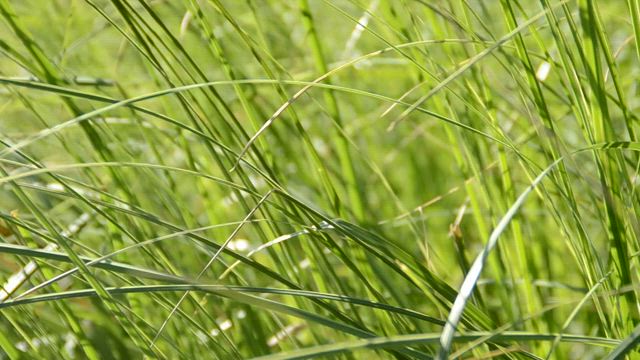 Tall grass by the side of the road.