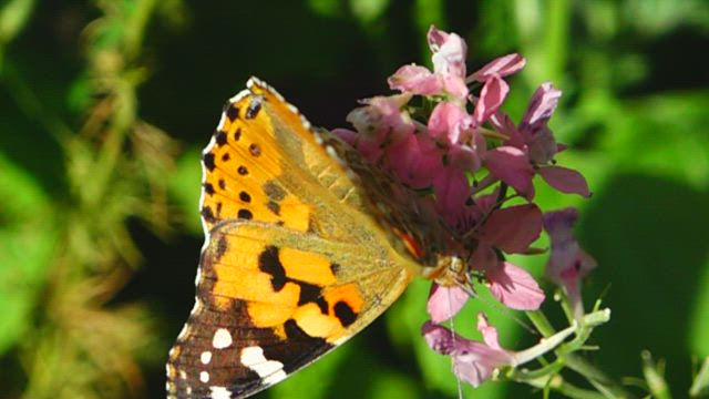 Butterfly on a pink wildflower.