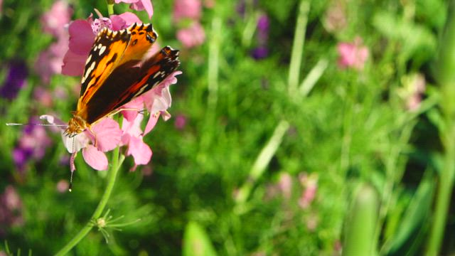Butterfly in a meadow.