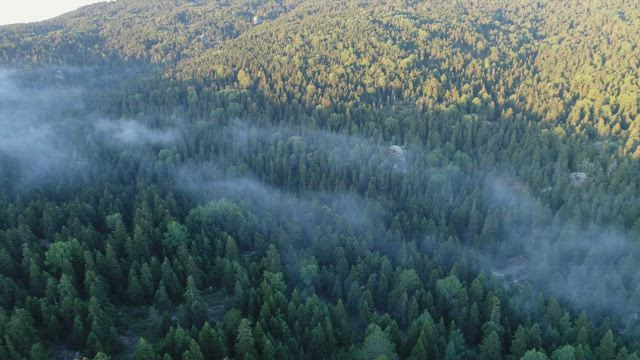 Mist hanging over a forest.