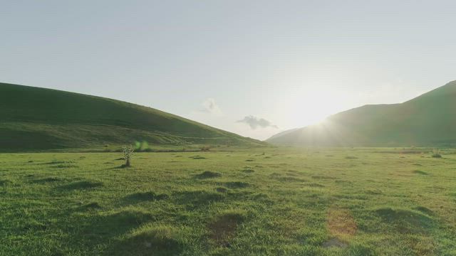 Golden sunshine over a meadow.