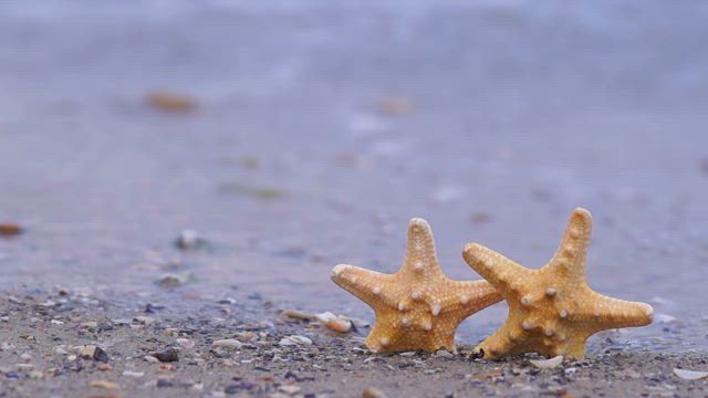 Starfish on the beach.