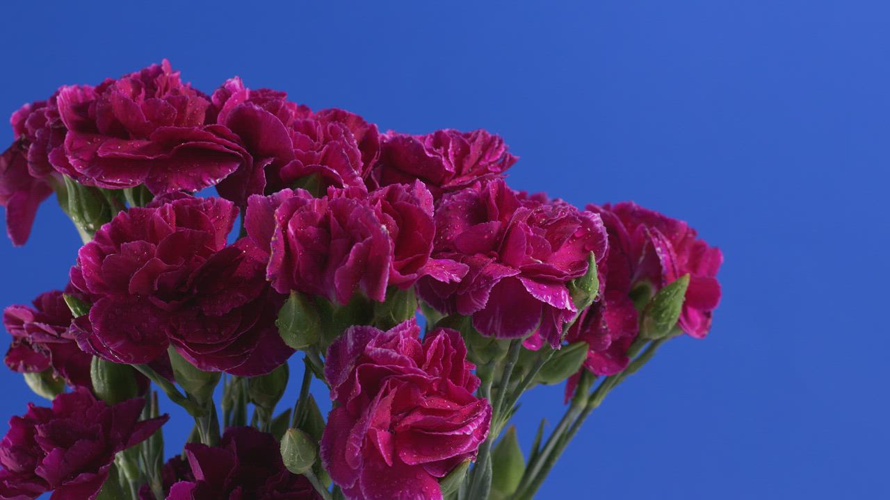 Purple flowers with a blue background - Free Stock Video