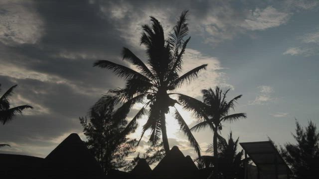 Palms blowing in the wind.