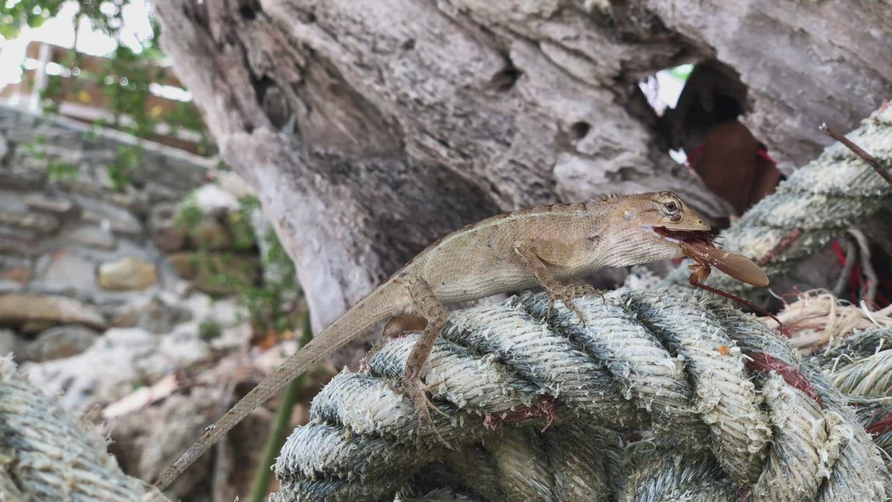 Lizard on a rope - Free Stock Video