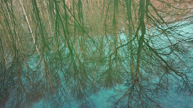 Forest reflecting on a lake.