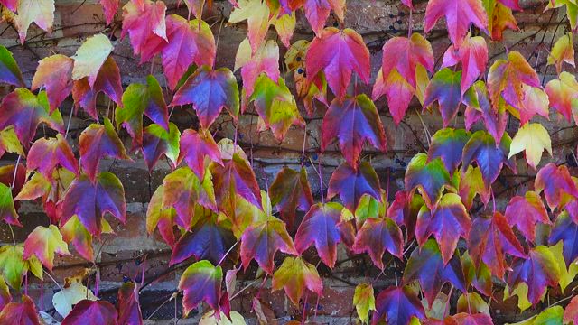 Ivy against a brick wall.