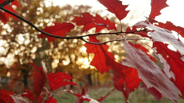 Red leaves on a branch.