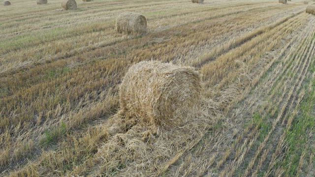 Field with grass rolls.